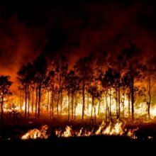 В Калифорнии из-за лесного пожара эвакуировали жителей 300 домов