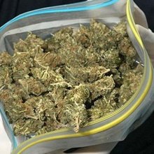 В Приморье у двоих жителей изъяли около 140 килограмм марихуаны