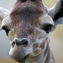В Калининградском зоопарке в результате падения умерла самка жирафа
