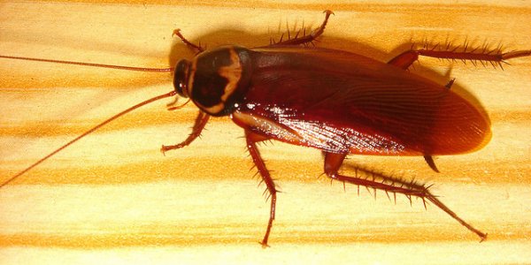 Ученые из Новосибирска научились превращать тараканов в зомби