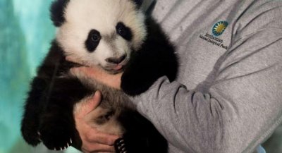 Сердитый Котик и панда Бэй Бэй признаны онлайн-животными года
