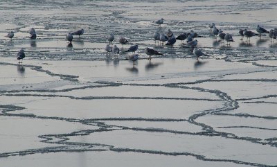 В Новороссийске из-за аномального холода замёрзло озеро Солёное