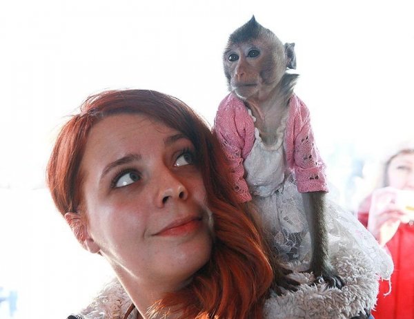 В Барнауле в зоопарке паре обезьян устроили роскошную свадьбу