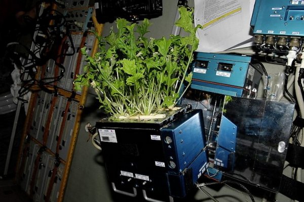 NASA: Астронавты на МКС будут растить капусту на орбите
