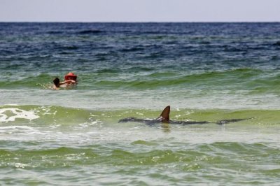 В Австралии акула покалечила серфингиста