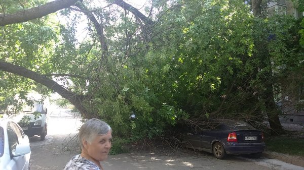 В Ростове дерево упало на детскую площадку и прижало машину