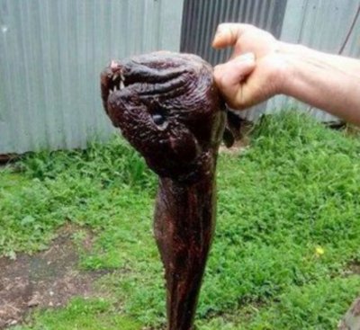 В Татарстане рыбакам удалось поймать рыбу-мутанта