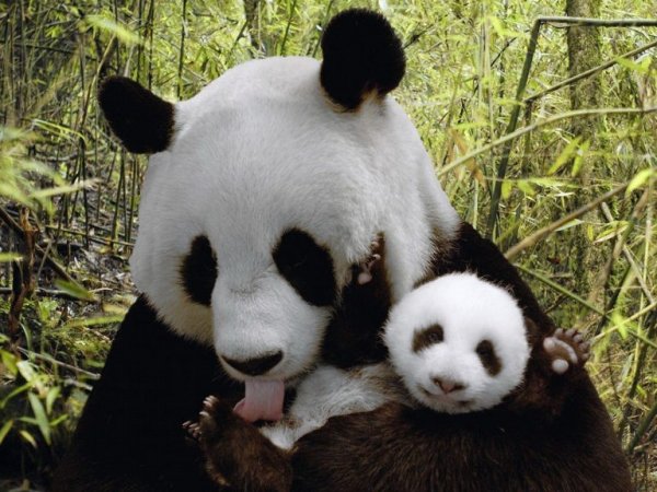 За два дня в Китае родились две пары панд