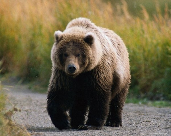 В Магаданской области медведь убил грибника