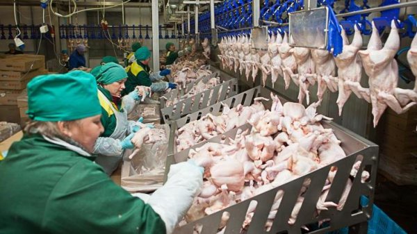 ЕС запретил ввоз украинской курятины из-за птичьего гриппа
