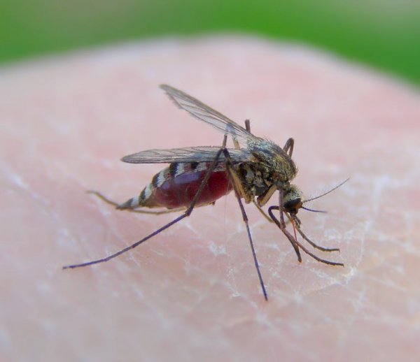 В США нашли причину резкого возрастания комаров