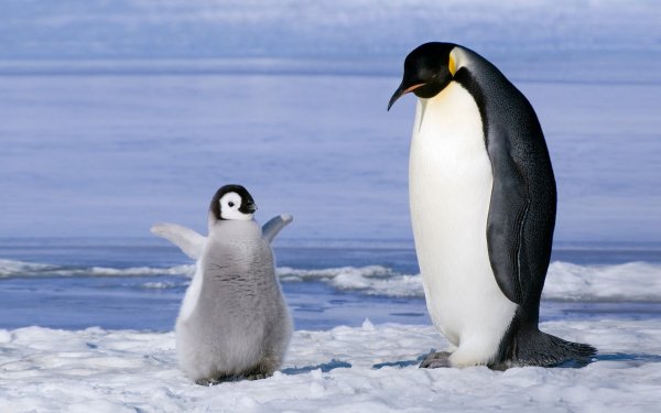 В зоопарке Канады семь пингвинов утонули от страха