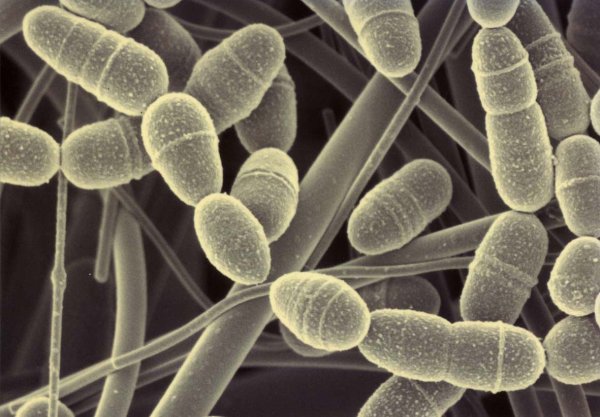 Ученые обнаружили «секретный язык» патогенных бактерий