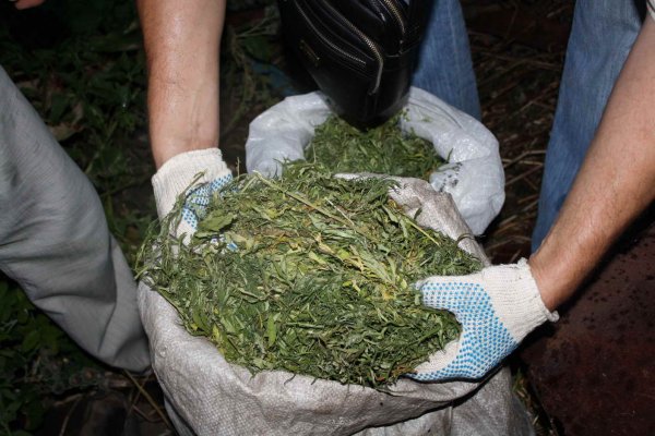 У жителя Амурска обнаружено 5 килограмм марихуаны на крыше дома