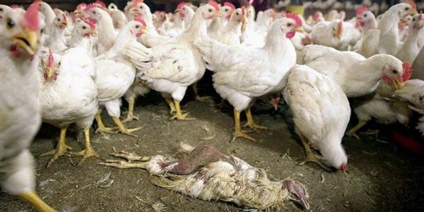 На птицефабрике в Ростовской области зафиксирована вспышка птичьего гриппа