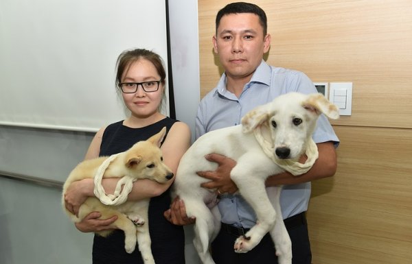 Южная Корея подарила РФ двух клонированных щенков якутской лайки