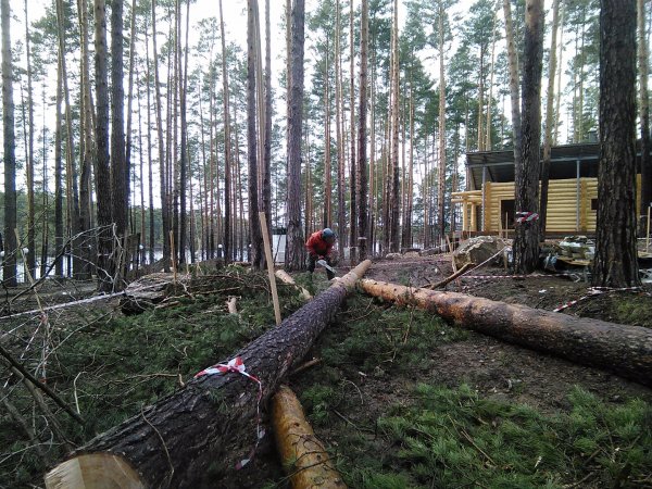 В Нижегородской области подросток умер на незаконной валке леса