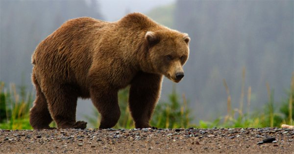 В Иркутской области медведь растерзал геолога из Пензы