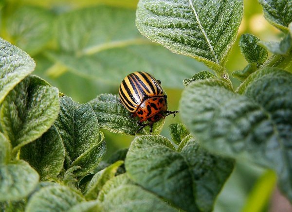 Как работают механизмы защиты насекомых-вредителей, определили ученые