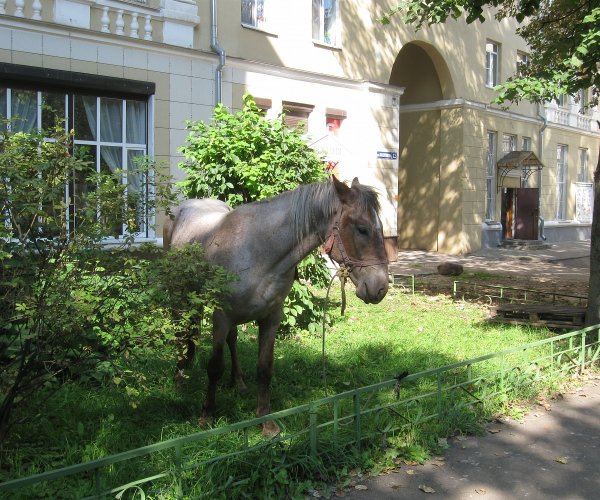 В Смоленске нашёлся пропавший конь