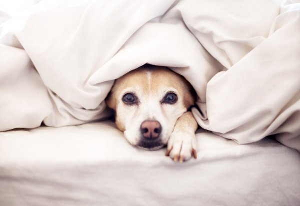 Ученые запретили владельцам собак пускать питомцев в свою постель