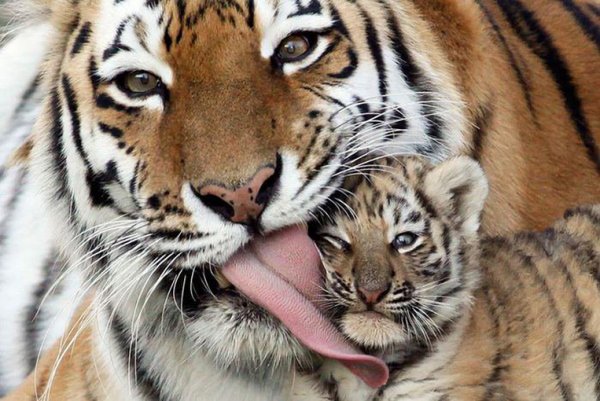 1 октября в зоопарке Ростова отметят День тигра