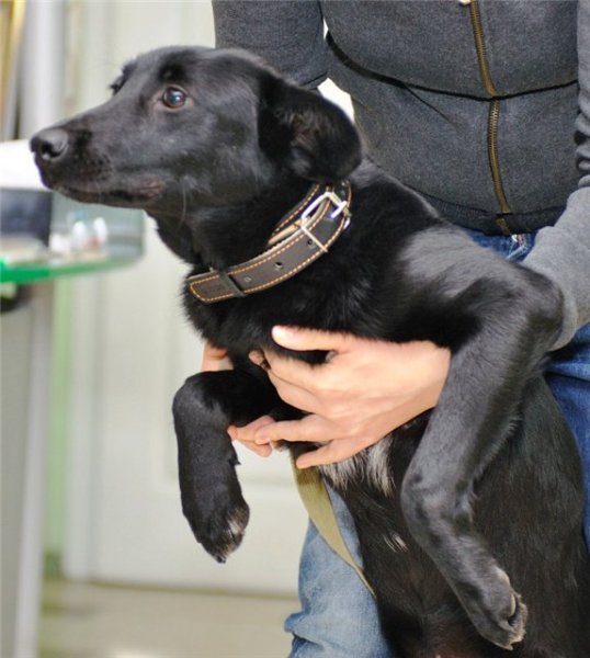 В Петербурге женщина бросила собаку, привязав ее возле ветеринарной клиники