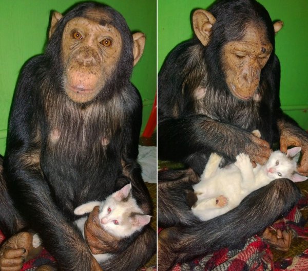 В Иркутском зоопарке обезьяна стала мамой для кошек