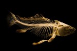 В Аргентине найдены останки 6-метровой хищной рыбы возрастом 70 млн лет