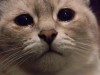 Плачет котик – прижали хвостик: Почему важно просить прощения у кота