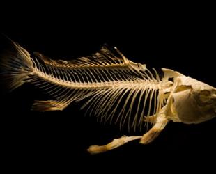 В Аргентине найдены останки 6-метровой хищной рыбы возрастом 70 млн лет