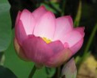 В Приморье цветут лотосы