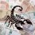 Растит деньги, как грибы: Уникальный талант Скорпиона раскрыл  астролог