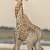 Любовь двух жирафов в Намибии вызвала фурор в Сети