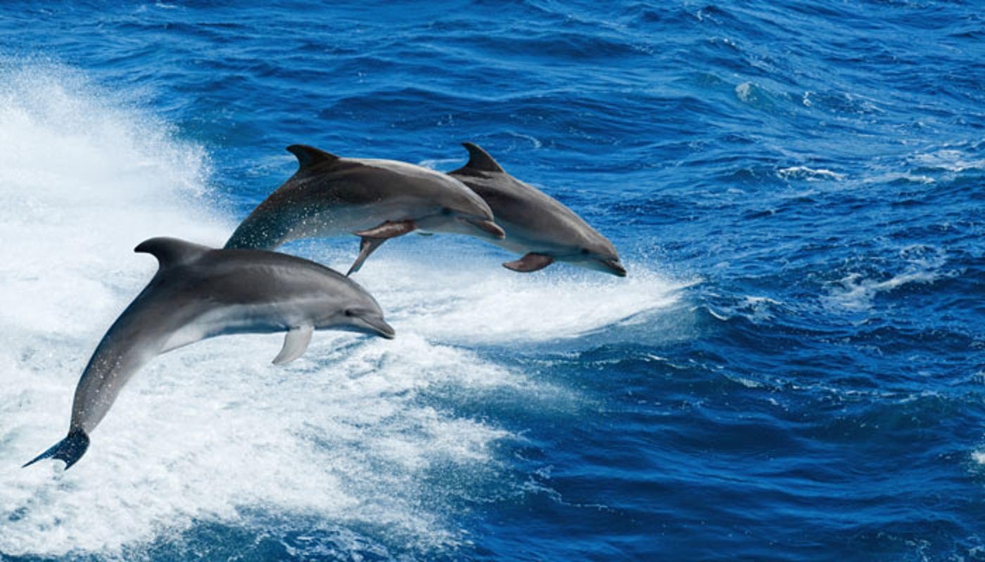Красивая природа море дельфины