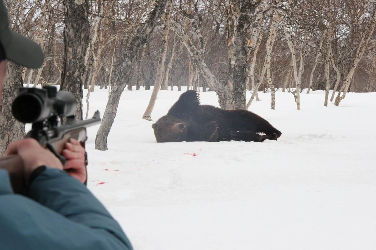 Охотник стреляет в медведя