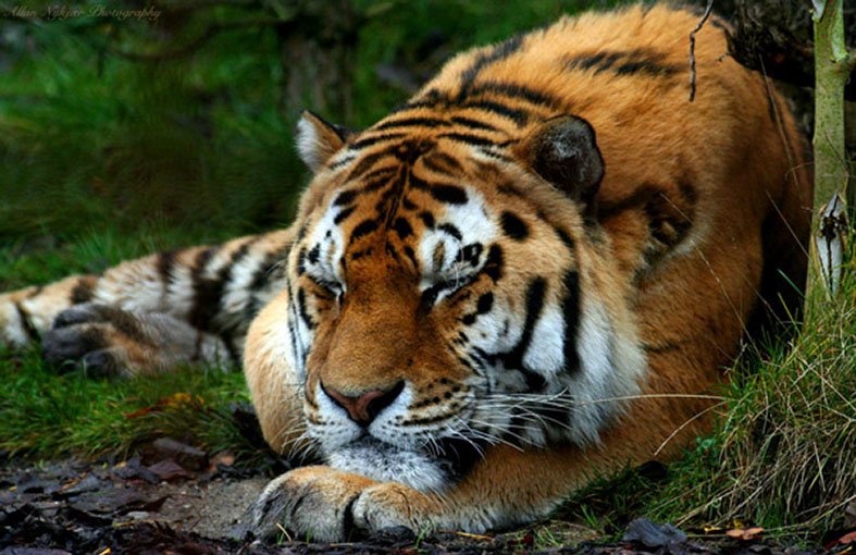 Фото амурский тигр из красной книги фото