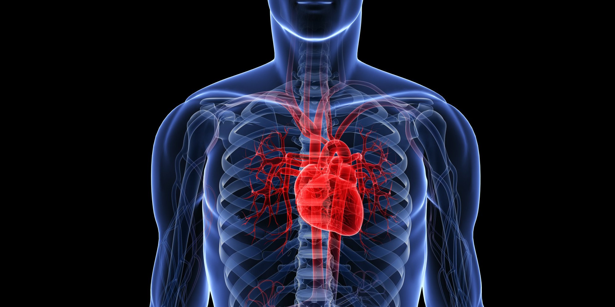 Дом где находится сердце. Сердце в организме. Тело человека сердце. Сердце анатомия. Внутренние органы человека сердце.