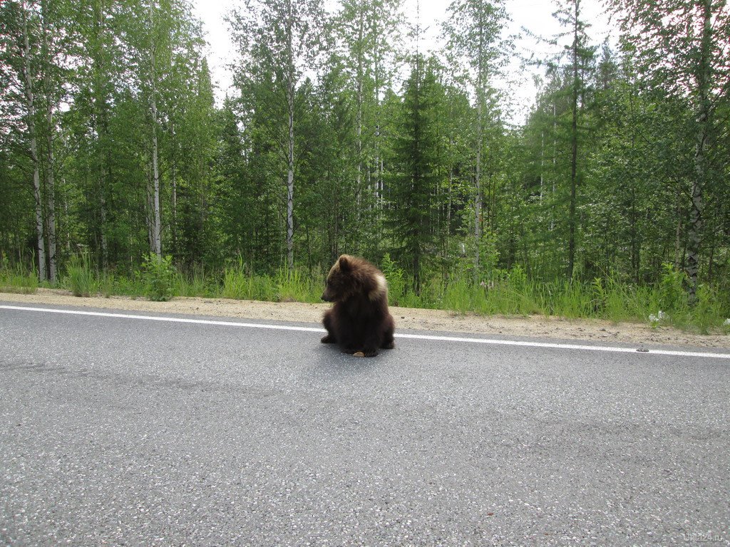 Фото медведь на дороге