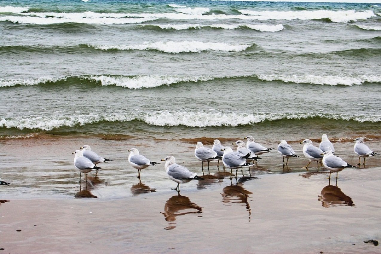 Чайка птица Азовское море