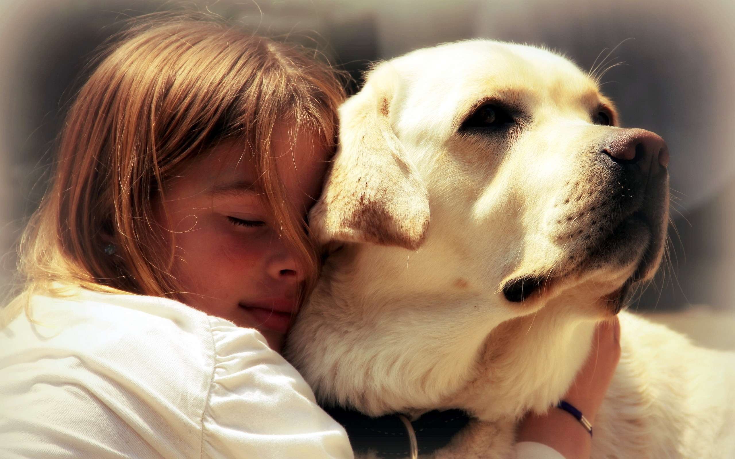 А особенно верных. Лабрадор ретривер золотистый. Собака друг человека. Любовь к животным. Домашние животные и человек.