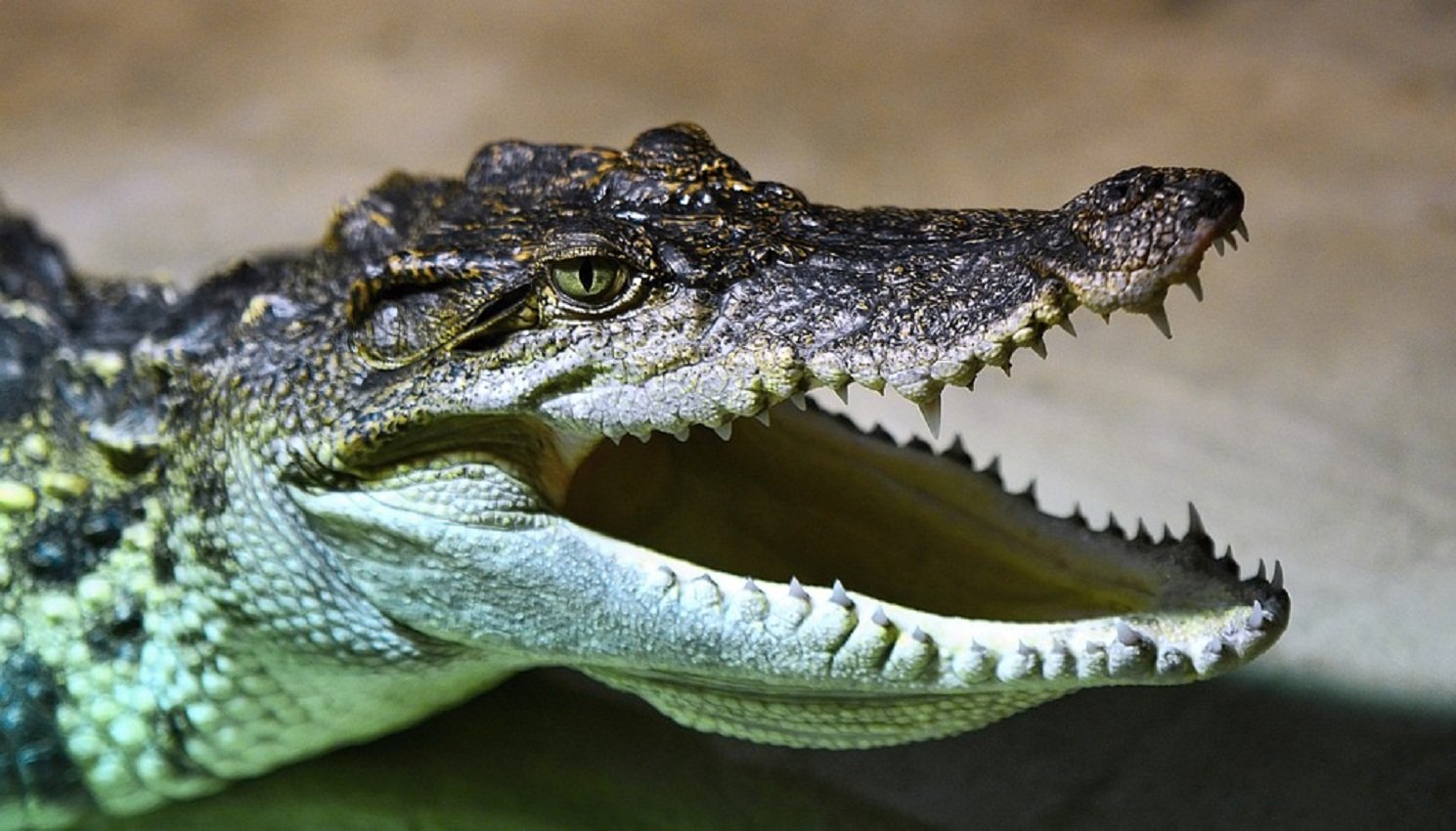 голова крокодила фото