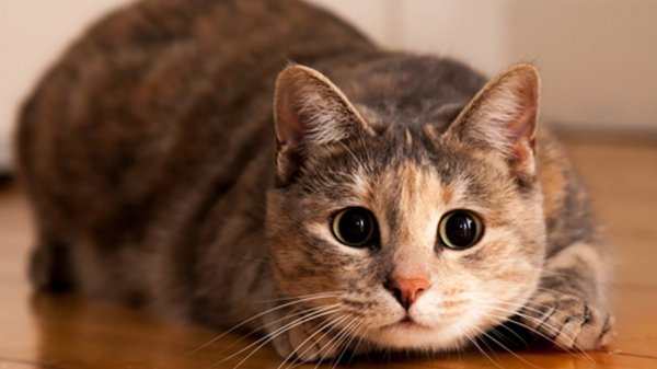 Падение замершего кота с ноутбуком рассмешило пользователей интернета