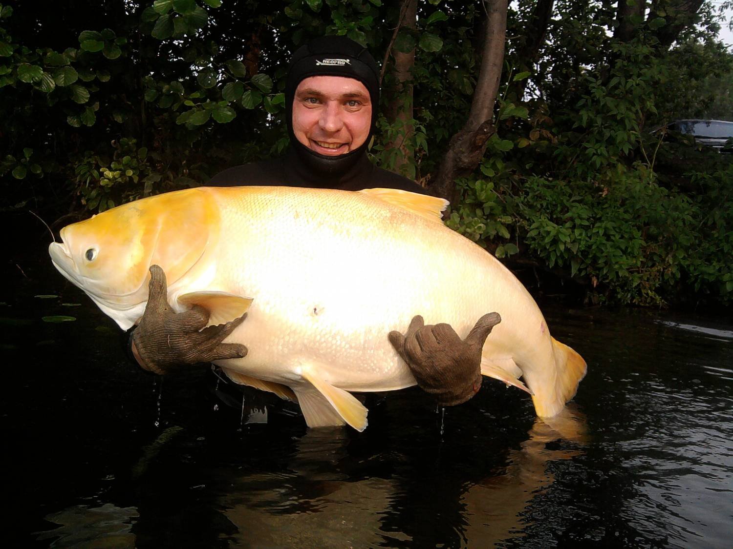 Самая большая золотая рыбка в мире фото