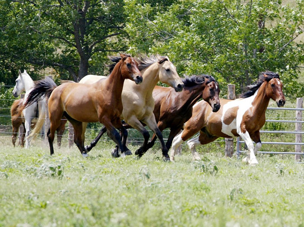 Несколько лошадок. Стадо лошадей. Много лошадей. Табун лошадей. Много красивых лошадей.