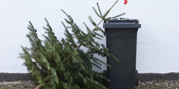 В Волгограде на мусорку выкинули новогоднюю елку только в мае