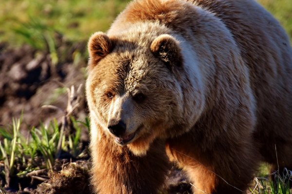 В Липецке от дрессировщиков в цирке-шапито сбежал медведь