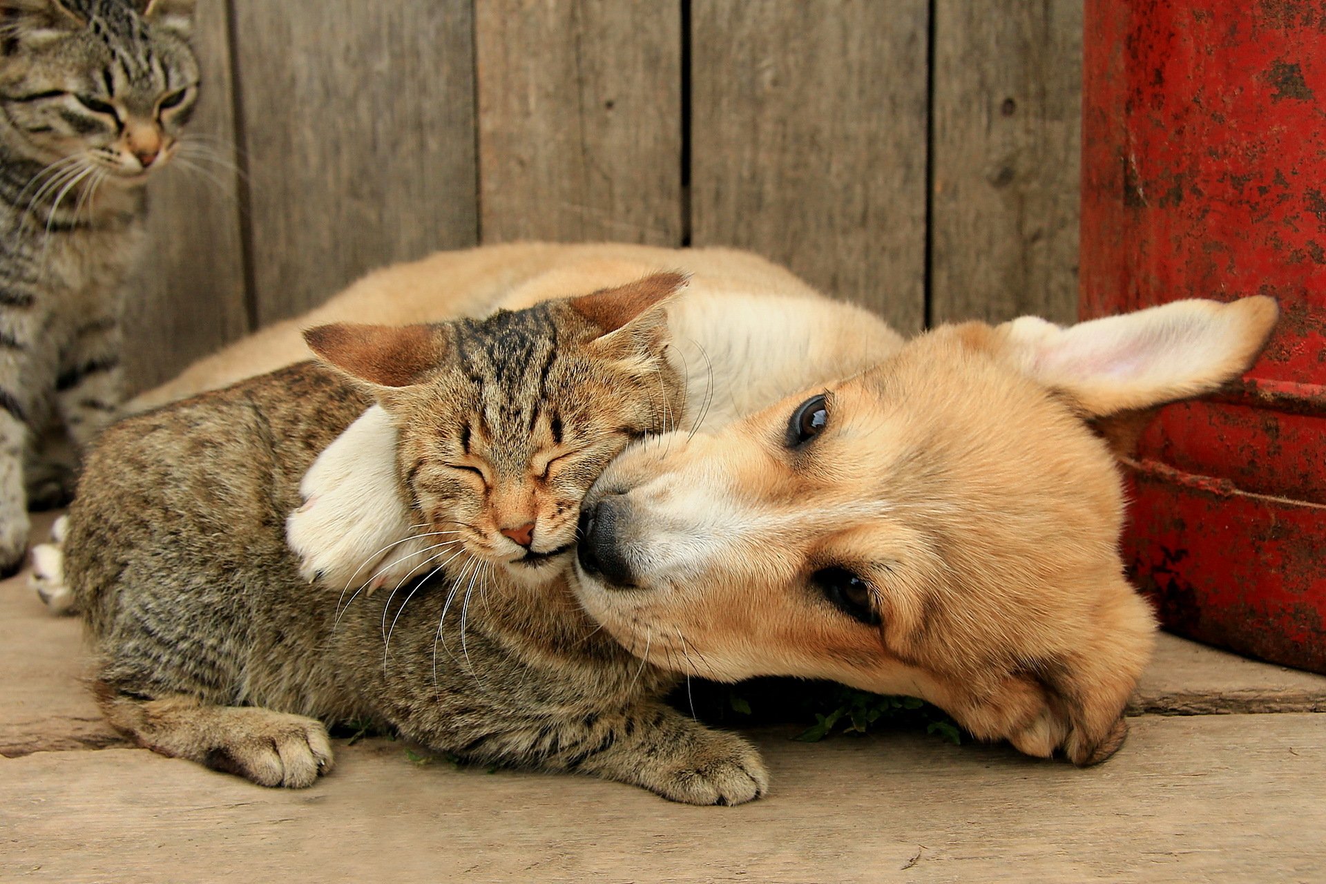 Dog and cat playing. Кошки и собаки. Собака с кошкой дружат. Любимые животные. Картинки кошек и собак.