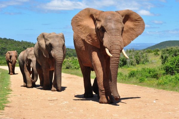 Слон напал на плавающих по реке туристов в Ботсване