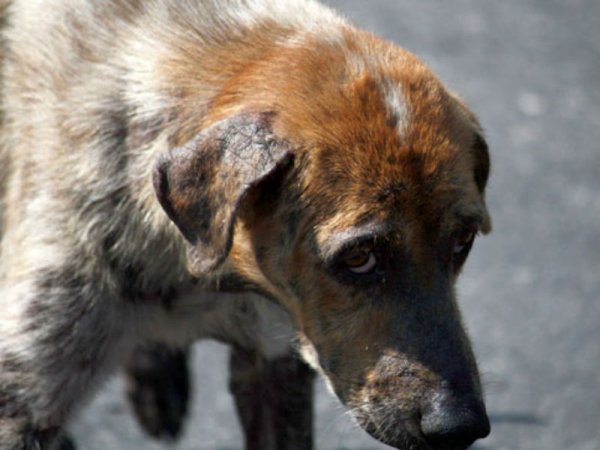 Во Владивостоке бродячий пес покусал 6-летнего мальчика